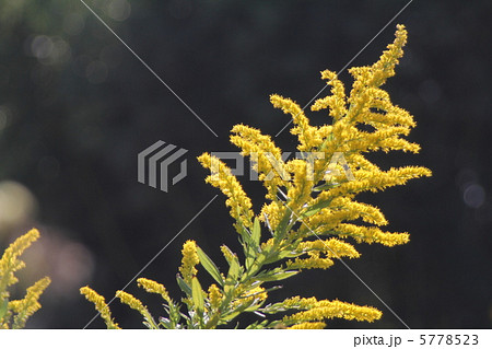 背高泡立ち草　 5778523