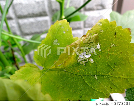 枯れる オクラ 葉っぱ みどりの写真素材