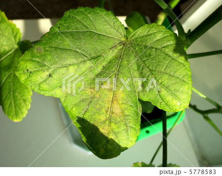 枯れる オクラ 葉っぱ みどりの写真素材