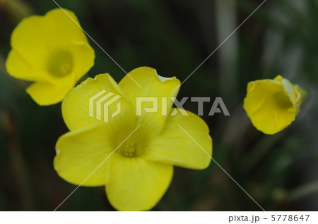 オキザリス　フラバ 5778647