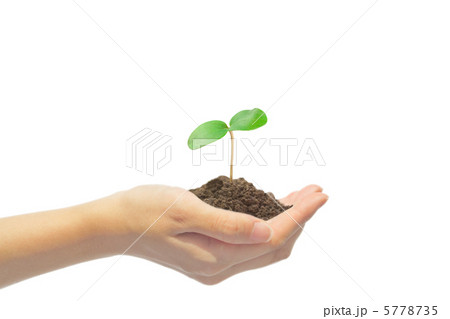 手の上の双葉 手の上の双葉 5778735