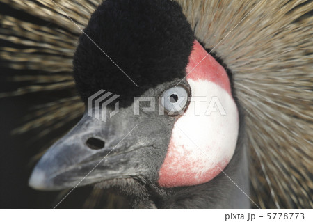 ホオジロカンムリヅル 5778773