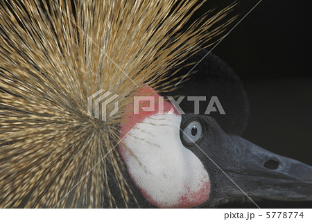 ホオジロカンムリヅル 5778774