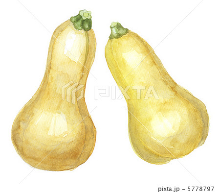 バターナッツ バターナッツ 5778797