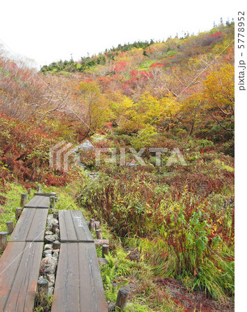 紅葉の木道 紅葉の木道 5778952