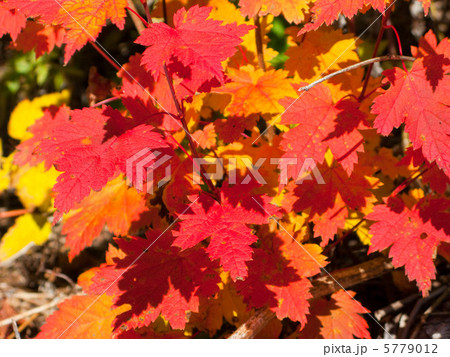 楓の紅葉 5779012