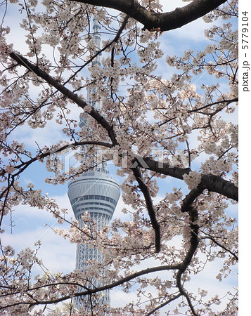 桜の間からスカイツリー 桜の間からスカイツリー 5779104