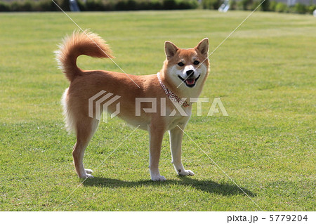 笑顔の柴犬（ドッグラン） 5779204