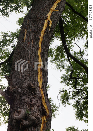 落雷（大木に直撃雷） 突然天と地が裂けるほどの大きな音がしました