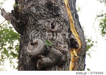 どか～んと大きな落雷　突然天と地が裂けるほどの大きな音がしました。（大木に直撃雷） 5779304