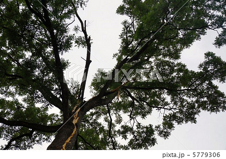 落雷(大木に直撃雷)突然天と地が裂けるほどの大きな音がしました。 落雷(大木に直撃雷)突然天と地が裂けるほどの大きな音がしました。 5779306