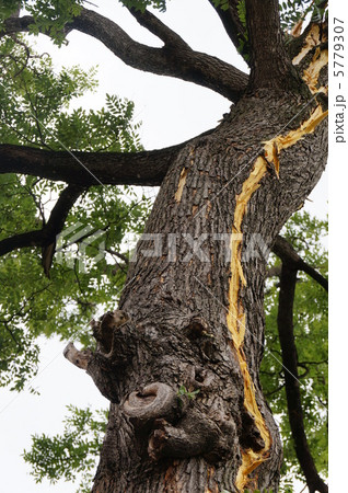 落雷（大木に直撃雷） 5779307