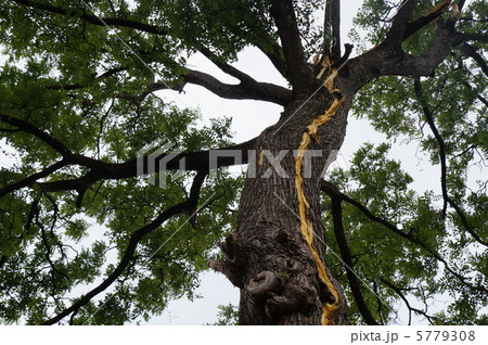 突然天と地が裂けるほどの大きな音がしました。落雷（大木に直撃雷） 5779308