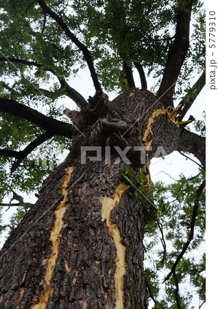 落雷（大木に直撃雷）突然天と地が裂けるほどの大きな音がしました。の