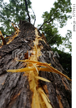 落雷（大木に直撃雷）突然天と地が裂けるほどの大きな音がしました。の