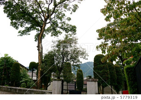 落雷カミナリ 突然天と地が裂けるほどの大きな音がしました。(大木に直撃雷) 落雷カミナリ 突然天と地が裂けるほどの大きな音がしました。(大木に直撃雷) 5779319
