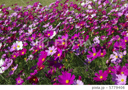 コスモスの群れ 5779406