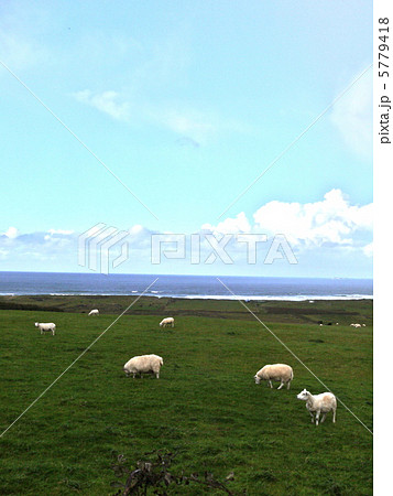 アイルランドの羊 5779418