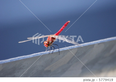 赤とんぼ 5779419