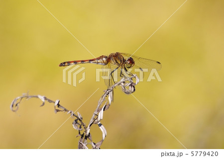 赤とんぼ 5779420
