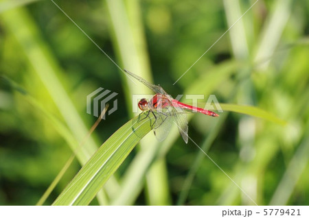 赤とんぼ 5779421