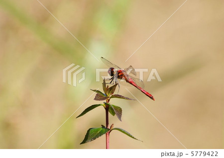 赤とんぼ 5779422