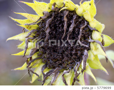 枯れたひまわり 5779699