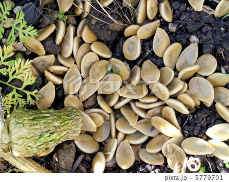 地面に落ちたカボチャの種 地面に落ちたカボチャの種 5779701