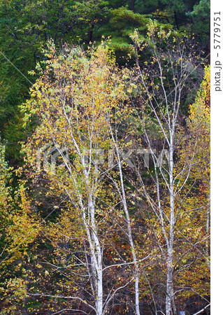 白樺の黄葉 5779751