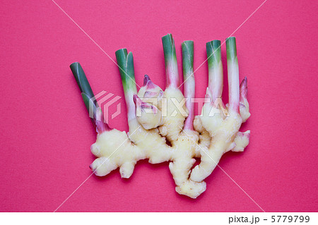 新しょうが　Ⅱ 5779799