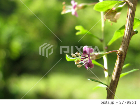 クコの花 5779851