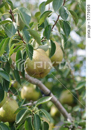 ラフランス ラフランス 5779856