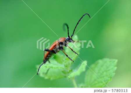 カミキリムシ カミキリムシ 5780313