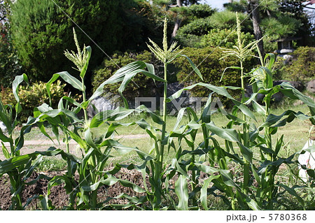 秋の家庭菜園 5780368