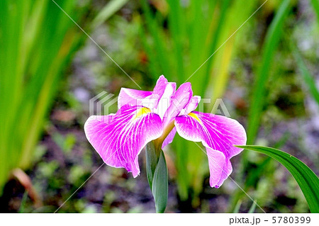 赤紅色地に白筋が映える花菖蒲・猿踊り 赤紅色地に白筋が映える花菖蒲・猿踊り 5780399