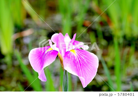 赤紅色に白筋が映える花菖蒲・猿踊り 5780401