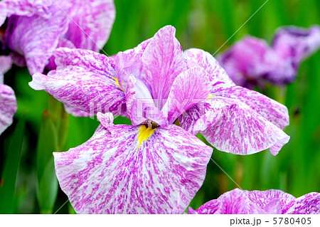 あでやかな絞り模様の花菖蒲・舞妓 5780405