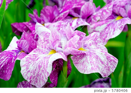 あでやかな絞り模様の花菖蒲・舞妓 あでやかな絞り模様の花菖蒲・舞妓 5780406