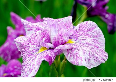 あでやかな絞り模様の花菖蒲・舞妓 あでやかな絞り模様の花菖蒲・舞妓 5780407