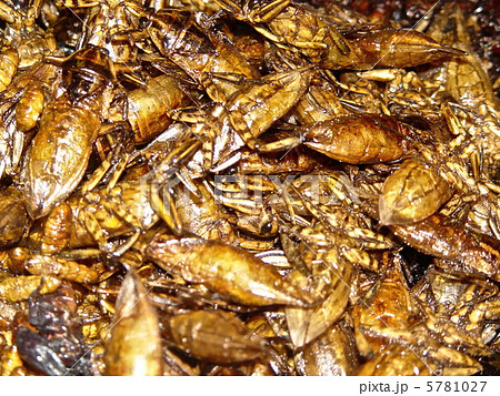 食用の虫（バンコク･パッポン／タイ王国） 5781027