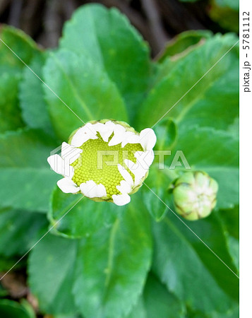 咲き始めの浜菊 咲き始めの浜菊 5781112