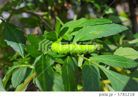 メンガタスズメ幼虫(横) メンガタスズメ幼虫(横) 5781218