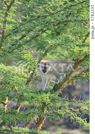 サバンナモンキー 5781235