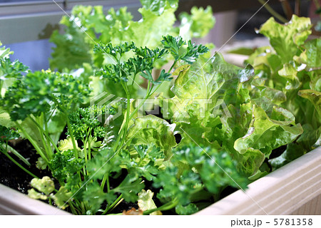 ビタミンカラー☆ 5781358