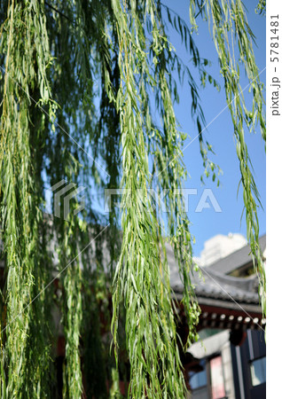 浅草寺の柳 5781481