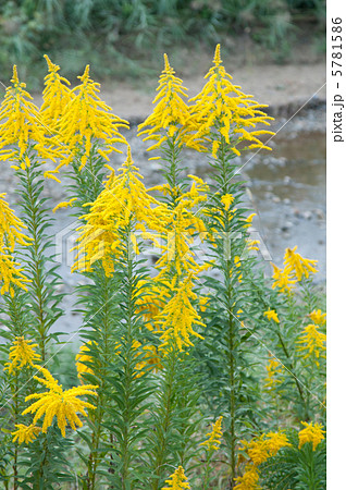 セイタカアワダチソウ セイタカアワダチソウ 5781586