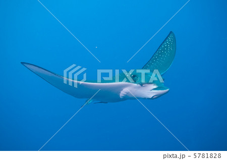 マダラトビエイ マダラトビエイ 5781828