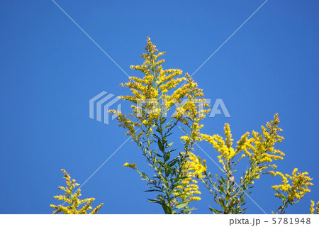 背高泡立草と青空 背高泡立草と青空 5781948