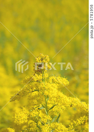 土手に咲く背高泡立草 5781956