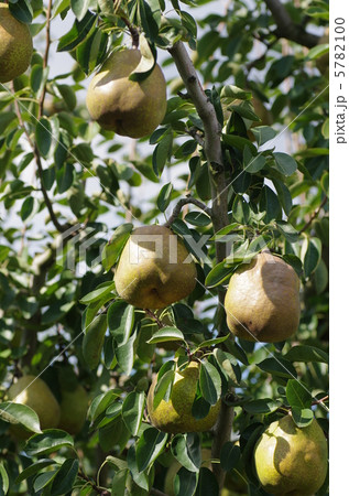 ラフランスの実り 5782100